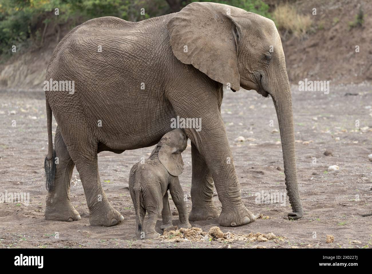 Elephant (Loxodonta africana) calf suckling, Mashatu game reserve, Botswana Stock Photo