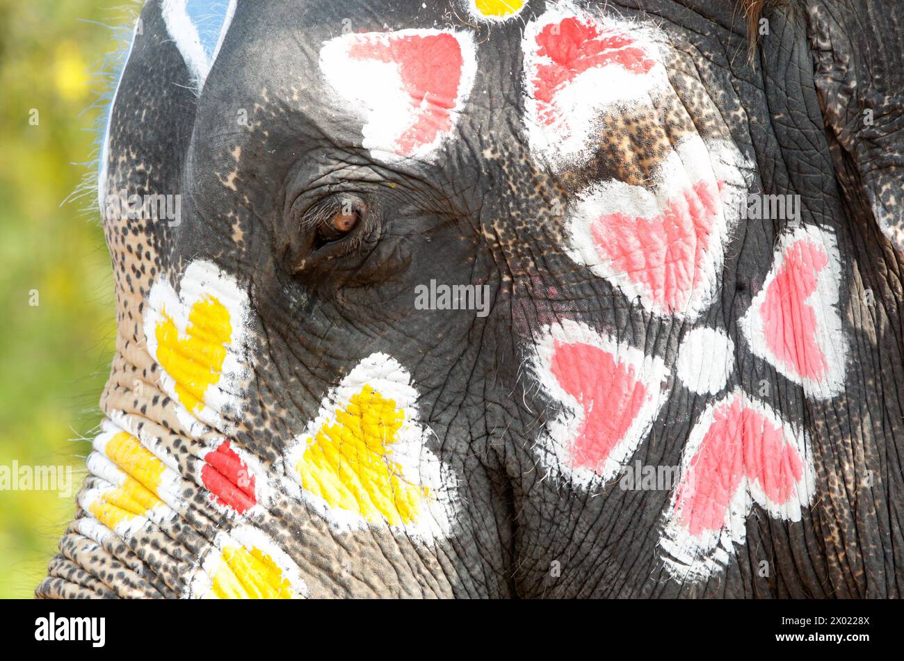 Ayutthaya, Thailand. 09th Apr, 2024. An elephant seen painted during the celebration of the Songkran Water Festival in Ayutthaya province, north of Bangkok. The event was held to promote tourism in Thailand. Credit: SOPA Images Limited/Alamy Live News Stock Photo