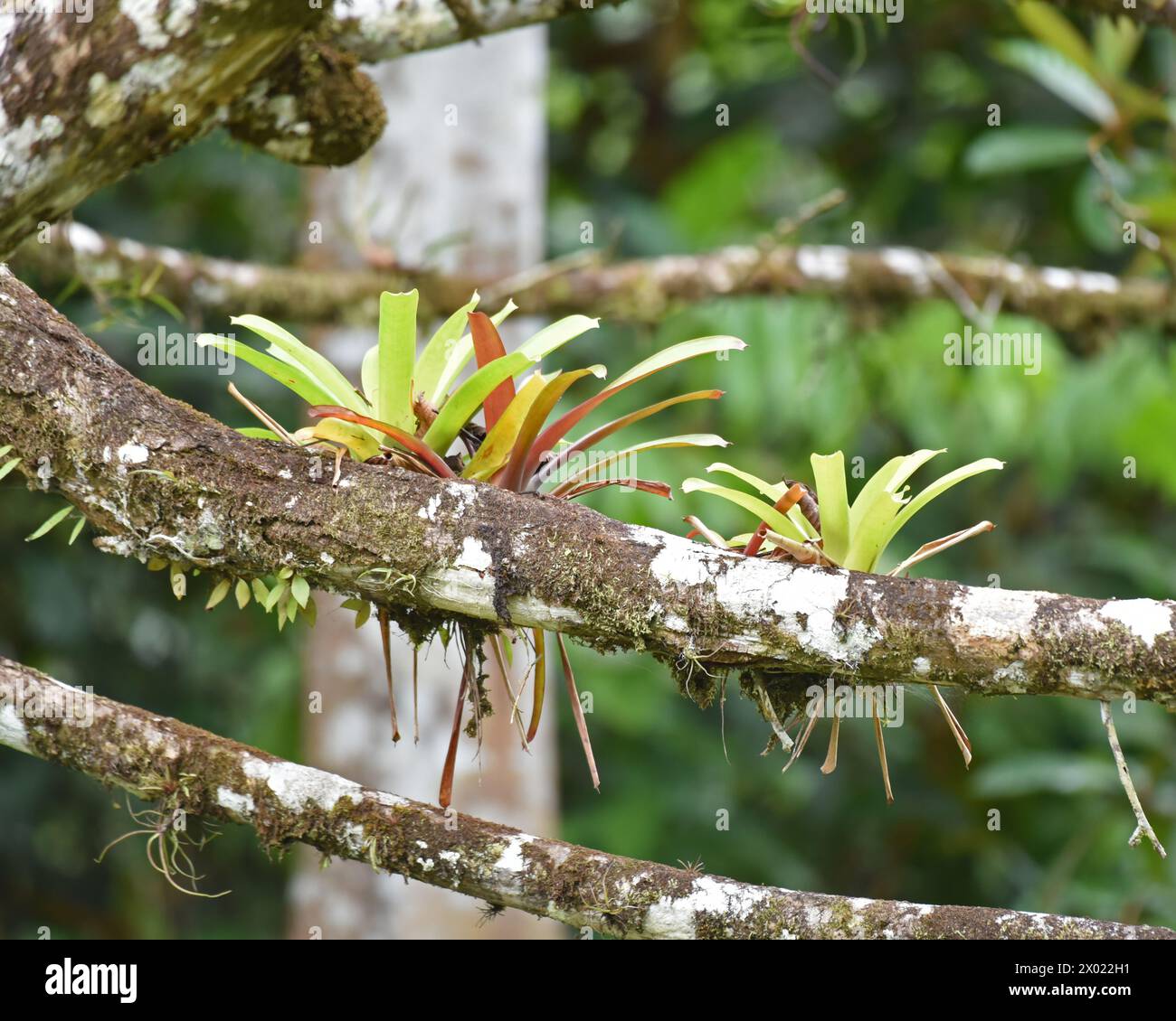Bromeliads are a family of tropical plants that grow on branches and trees Stock Photo