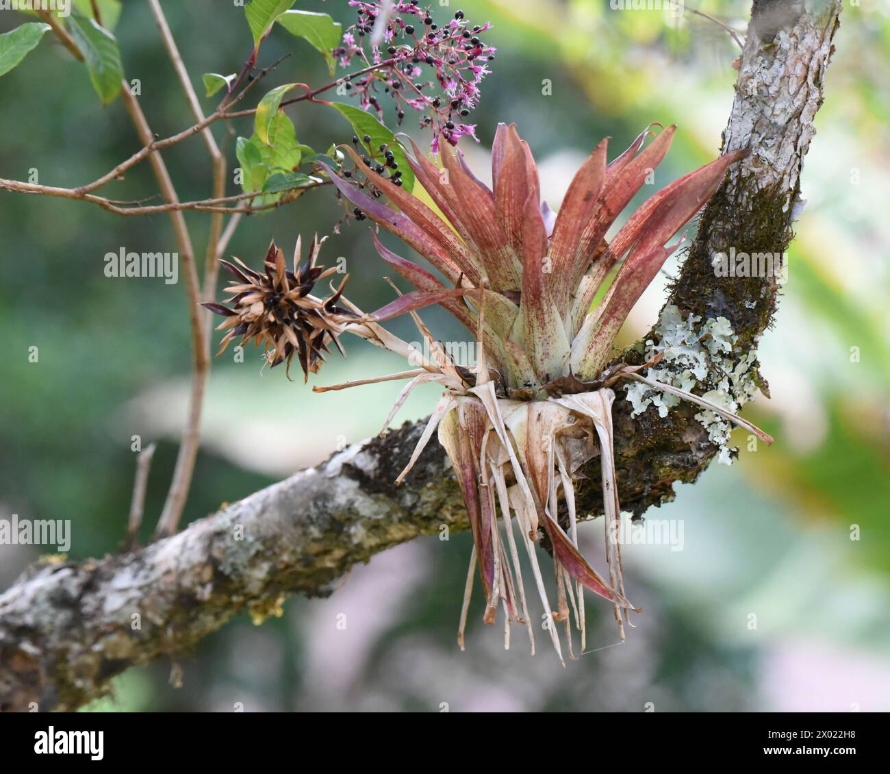 Bromeliads are a family of tropical plants that grow on branches and trees Stock Photo