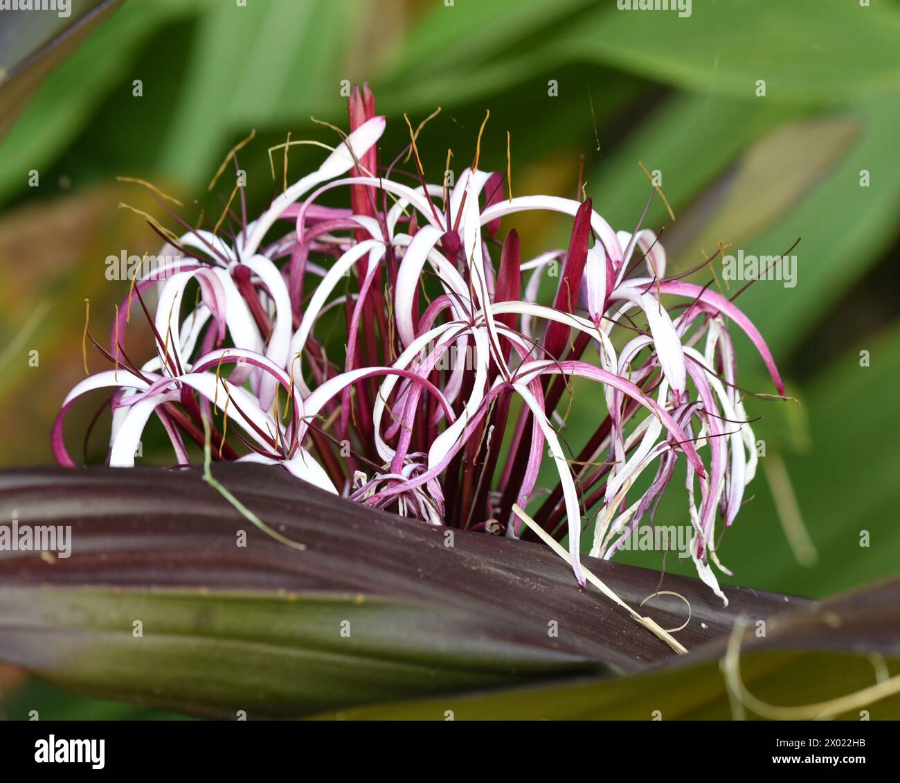 Close-up image of Giant Lily (Crinum asiaticum) Stock Photo