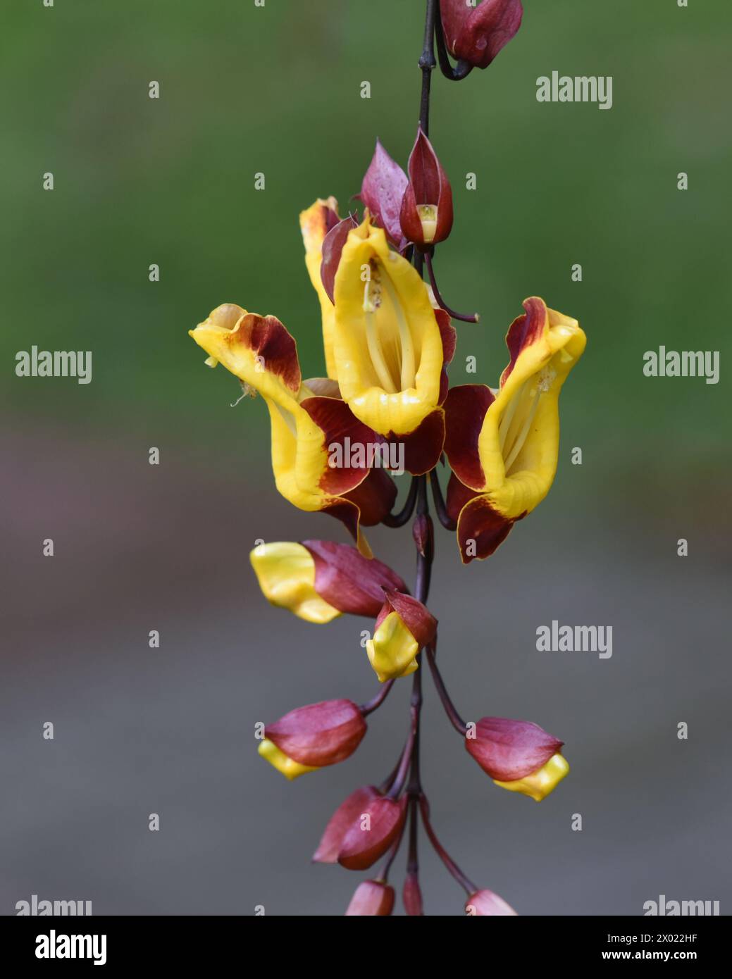 Lady's slipper vine (Thunbergia mysorensis) Stock Photo