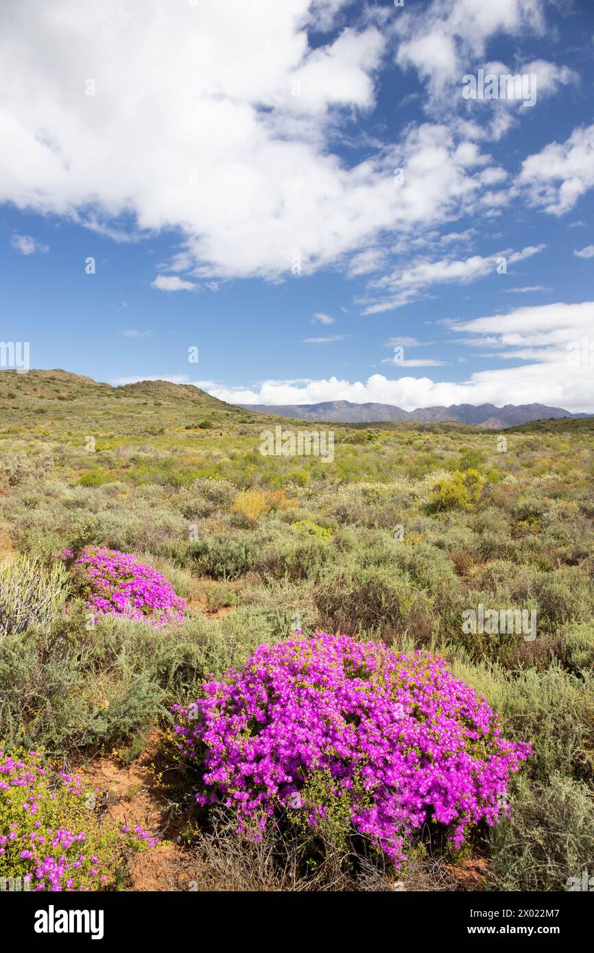 Klein Karoo Landscape, McGregor, Western Cape, South Africa Stock Photo