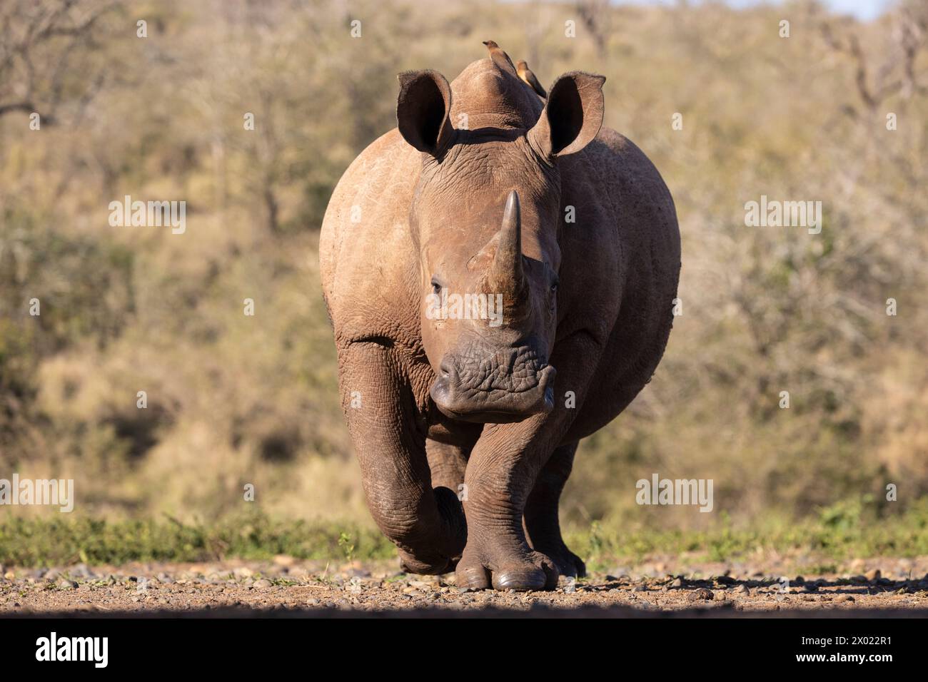 White rhino (Ceratotherium simum), Zimanga private game reserve, KwaZulu-Natal, South Africa Stock Photo