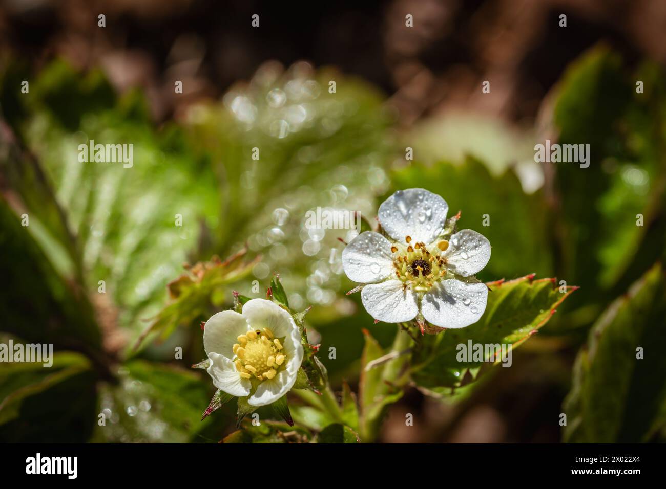 White strawberry plant hi-res stock photography and images - Alamy