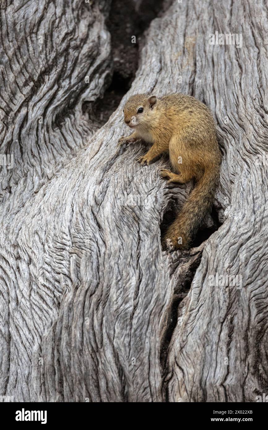 Tree squirrel (Paraxerus cepapi), Mashatu game reserve. Botswana Stock Photo