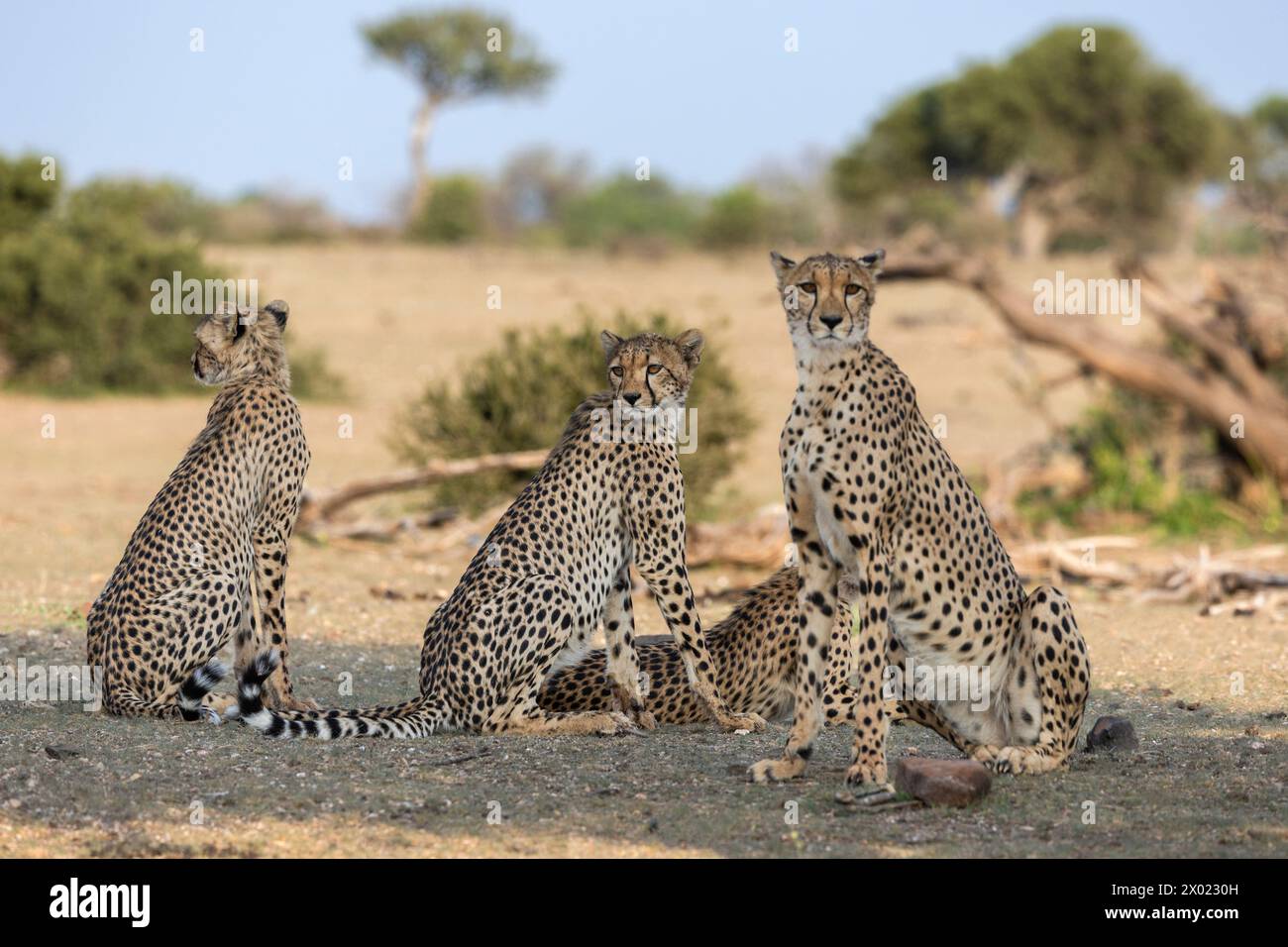 Cheetah (Acinonyx jubatus), Mashatu game reserve, Botswana Stock Photo