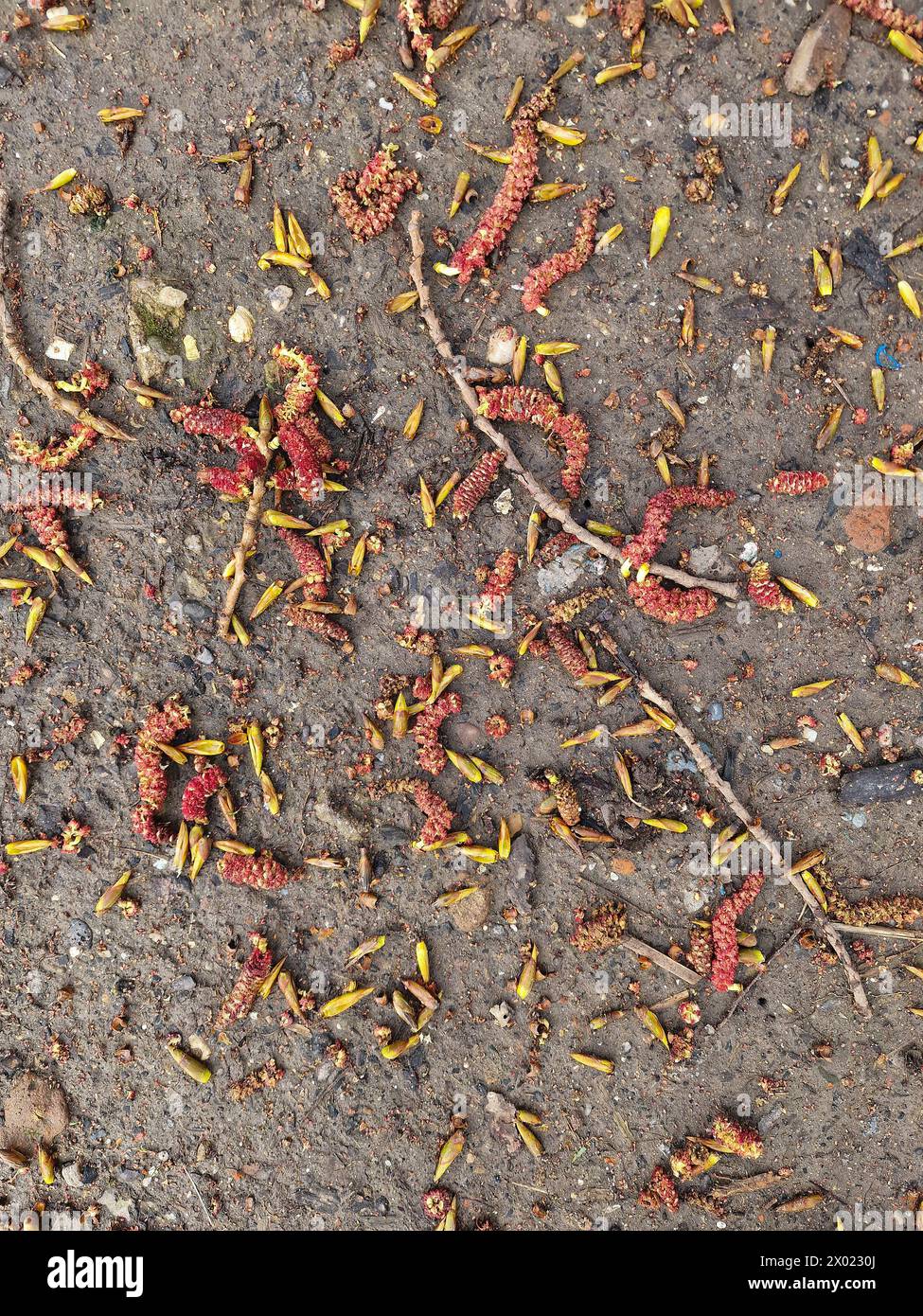 Abstract pattern of catkins, bud scales and twigs fallen from popular tree (populus sp.) Stock Photo