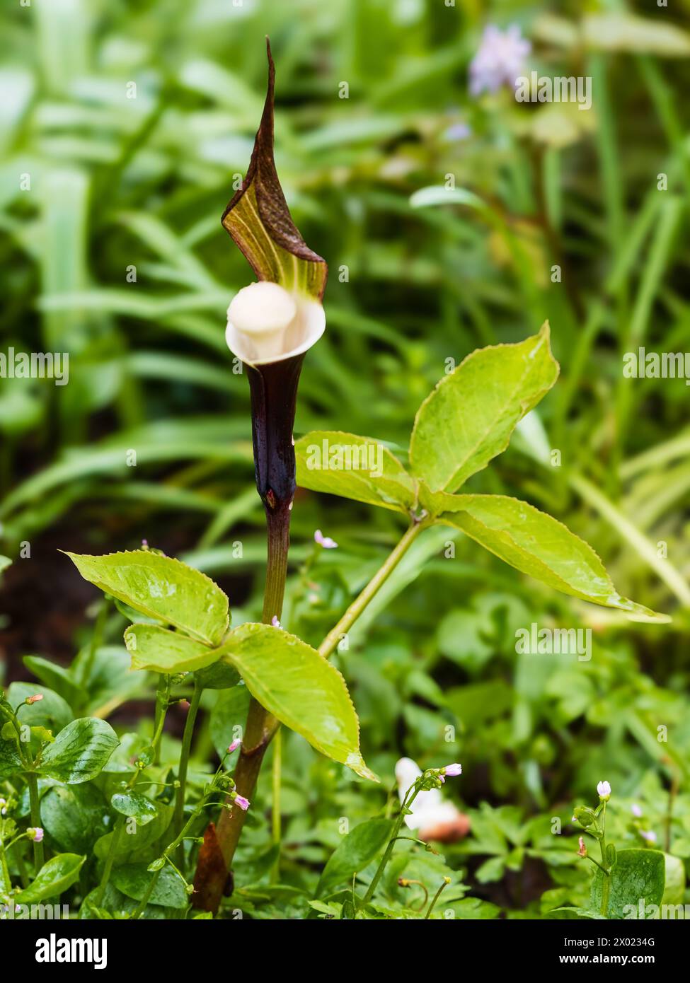 Exotic brown, hooded spathe and white interior and spadix of the hardy, spring flowering, woodland Japanese cobra lily, Arisaema sikokianum Stock Photo