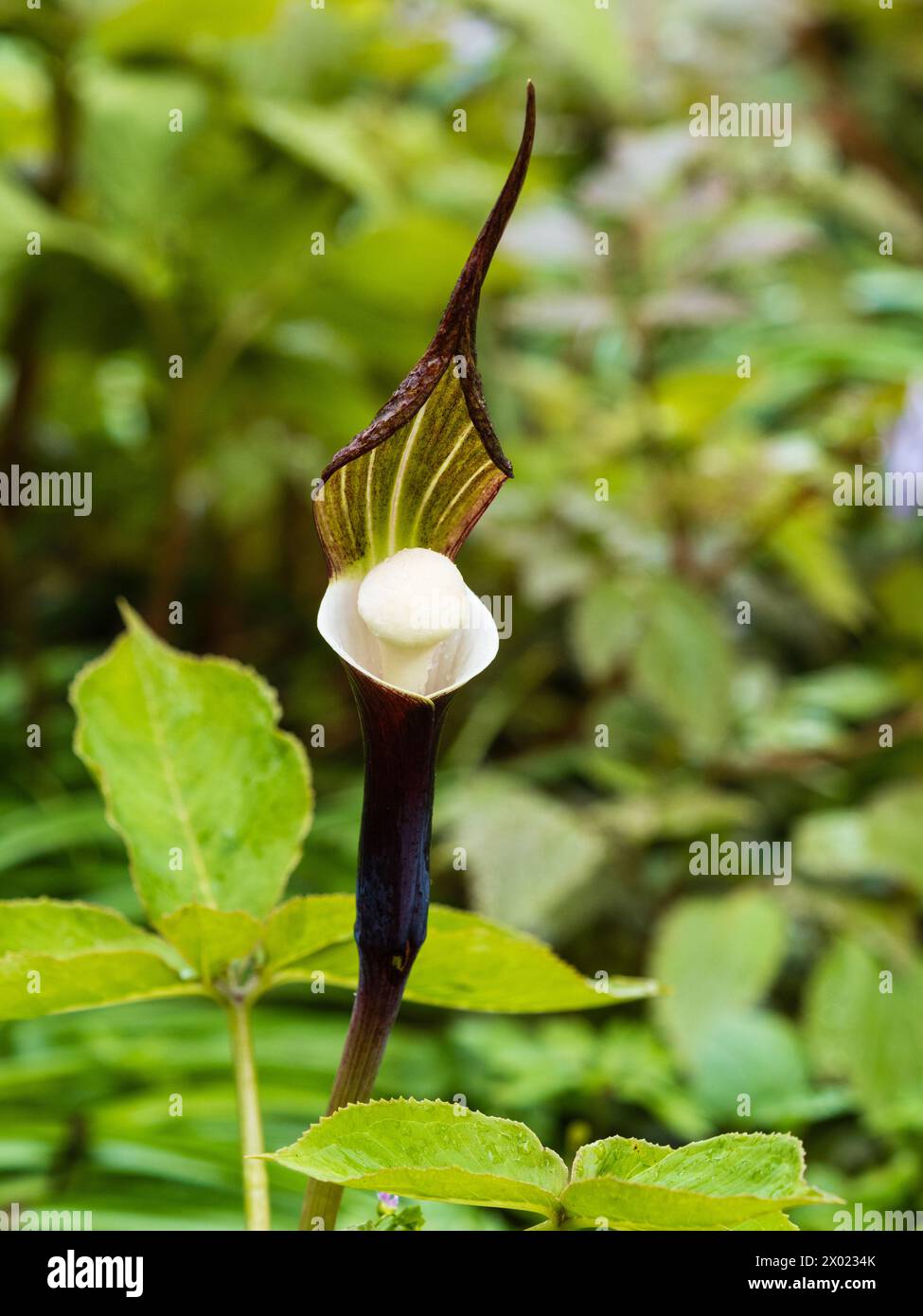 Exotic brown, hooded spathe and white interior and spadix of the hardy, spring flowering, woodland Japanese cobra lily, Arisaema sikokianum Stock Photo