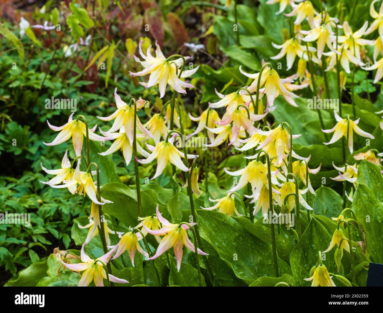 Yellow and white flowers of the hardy, spring flowering woodland trout ...