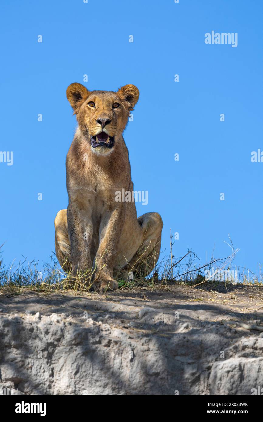 Lion (Panthera leo), Chobe national park, Botswana Stock Photo
