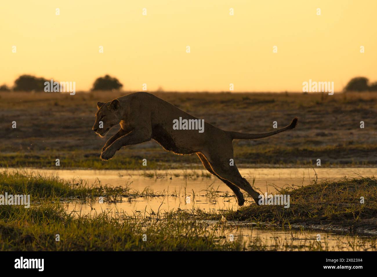 Lion (Panthera leo) leaping over water, Chobe national park, Botswana Stock Photo