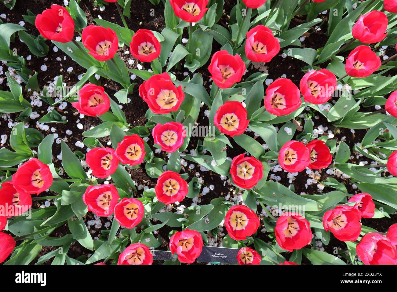 RECORD DATE NOT STATED Lisse Blumenhof Keukenhof , Pflanzenpracht