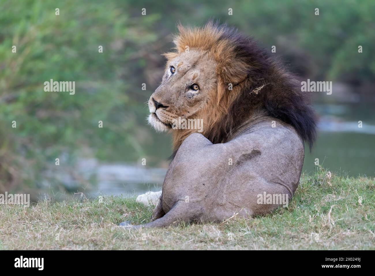Lion (Panthera leo), Zimanga private game reserve, KwaZulu-Natal, South Africa Stock Photo