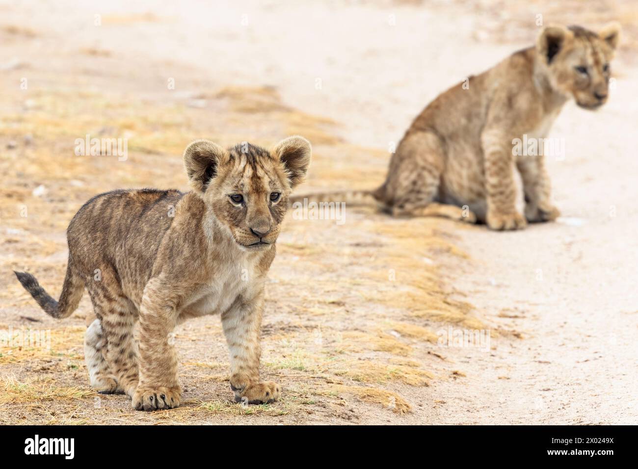 Lion (Panthera leo) cubs, Amboseli national park, Kenya Stock Photo