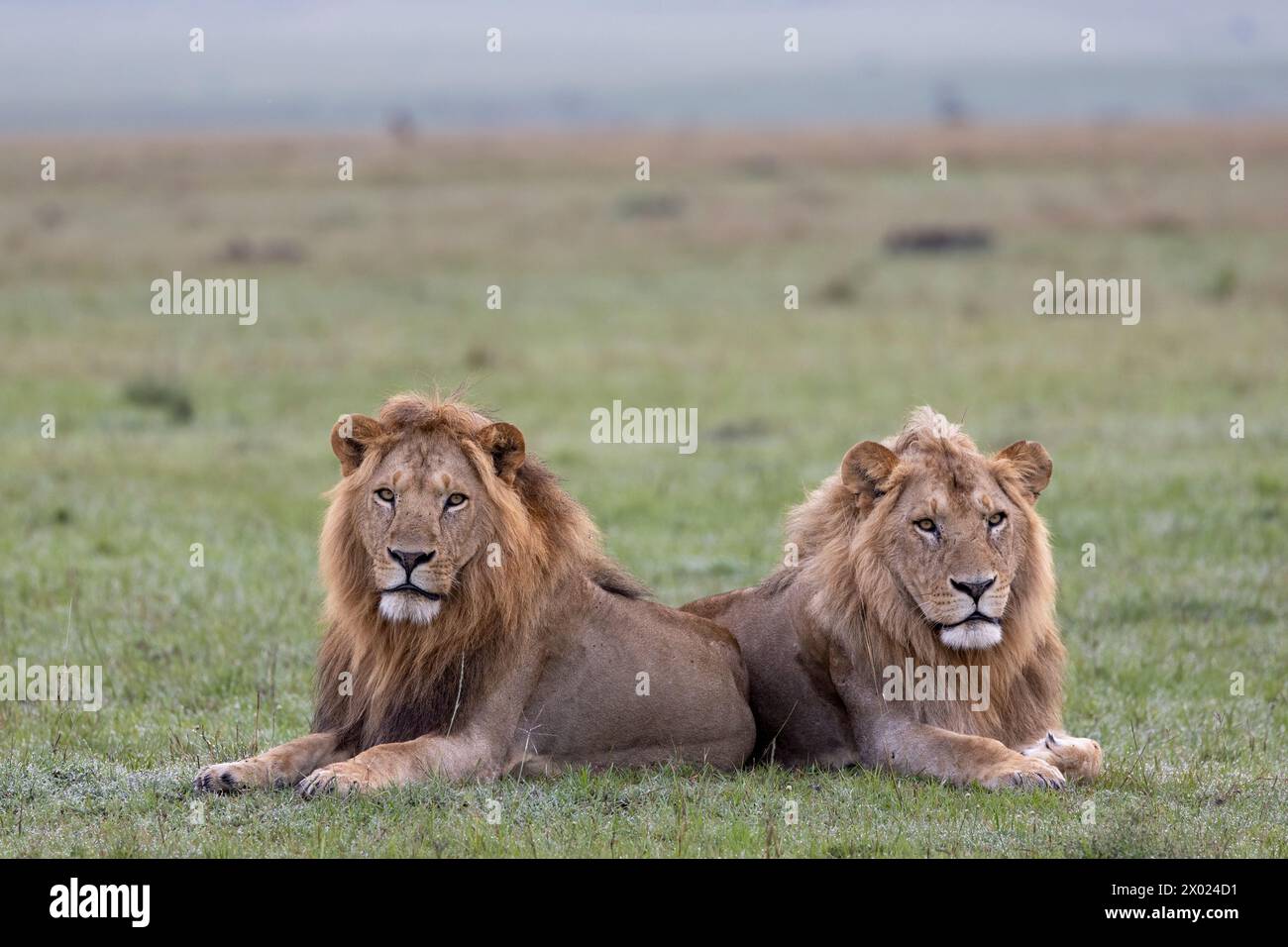 Lions (Panthera leo), Masai Mara, Kenya Stock Photo - Alamy