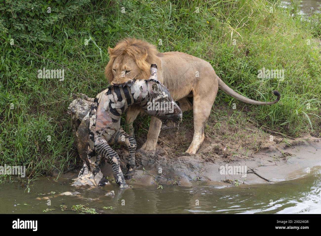 Lion (Panthera leo) with remains of kill, Masai Mara, Kenya Stock Photo