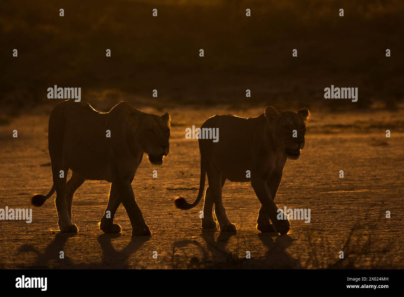 Lionesses (Panthera leo), Kgalagadi transfrontier park, Northern Cape, South Africa Stock Photo