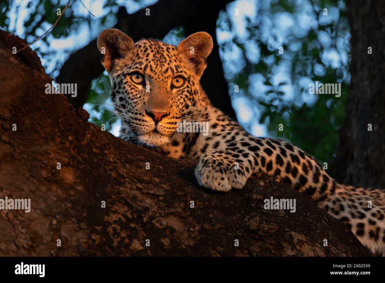 Leopard (Panthera pardus) young male, Mashatu game reserve, Botswana Stock Photo