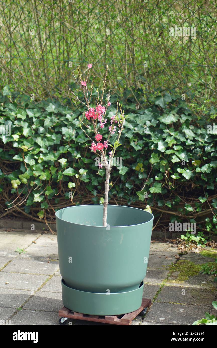 small flowering peach tree in a plant pot Stock Photo