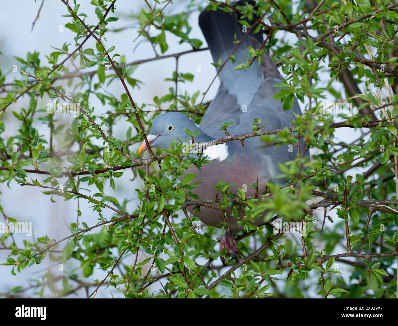 Woodpigeon. Columba palumbus.  feeding on freshly sprouting blackthorn leaves. Stock Photo