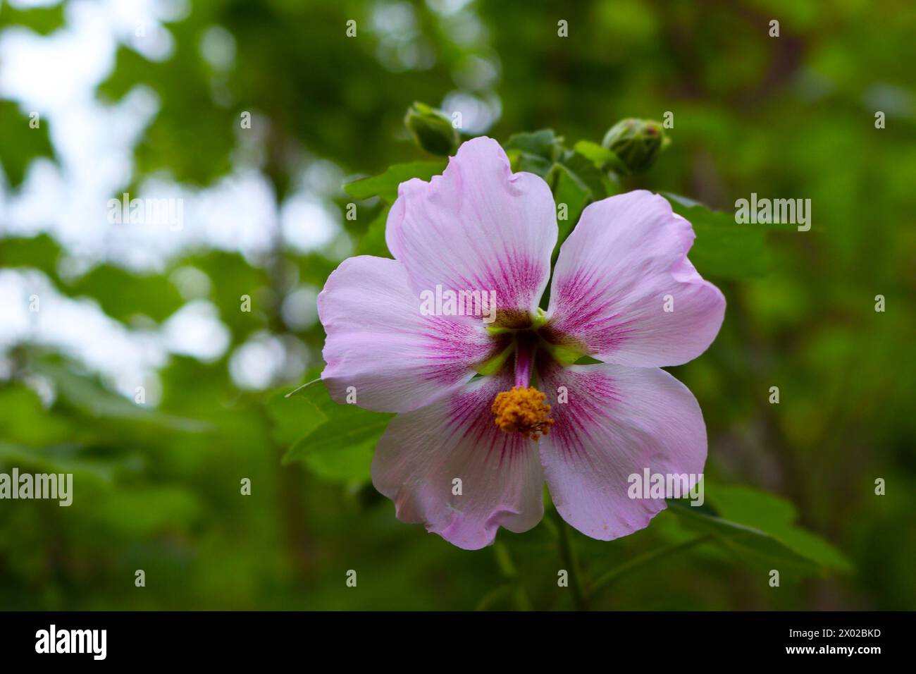 Canary tree mallow (Malva canariensis) endemic to the Canary Islands ...