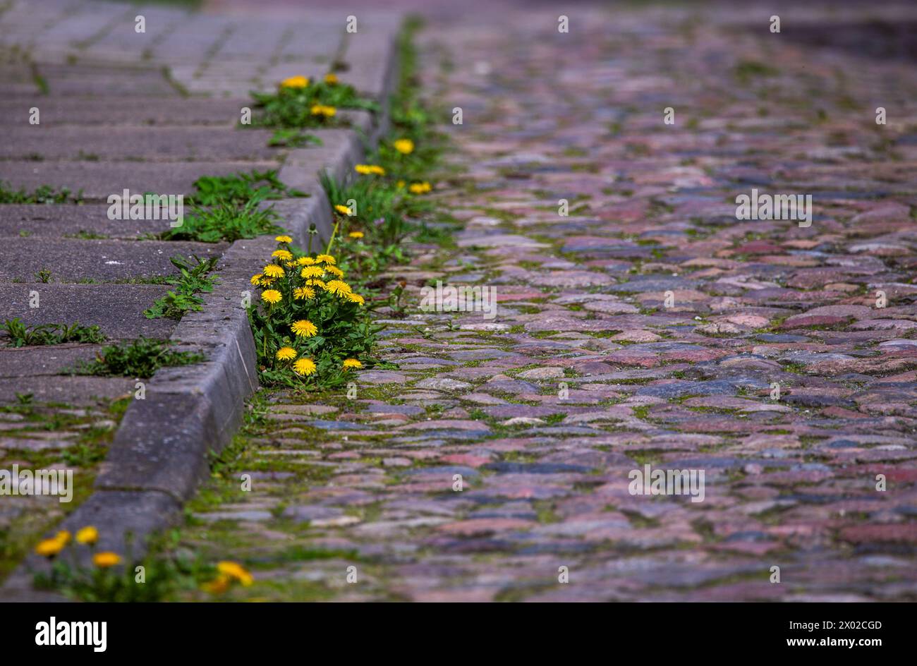 Penzlin, Germany. 09th Apr, 2024. Löwenzahl is growing on a cobblestone street with empty residential and commercial buildings in the city center. According to the Bertelsmann Stiftung's 'Wegweiser Kommunen' (Guide to Municipalities), the population in Mecklenburg-Vorpommern is likely to continue to decline over the next few years. Credit: Jens Büttner/dpa/Alamy Live News Stock Photo