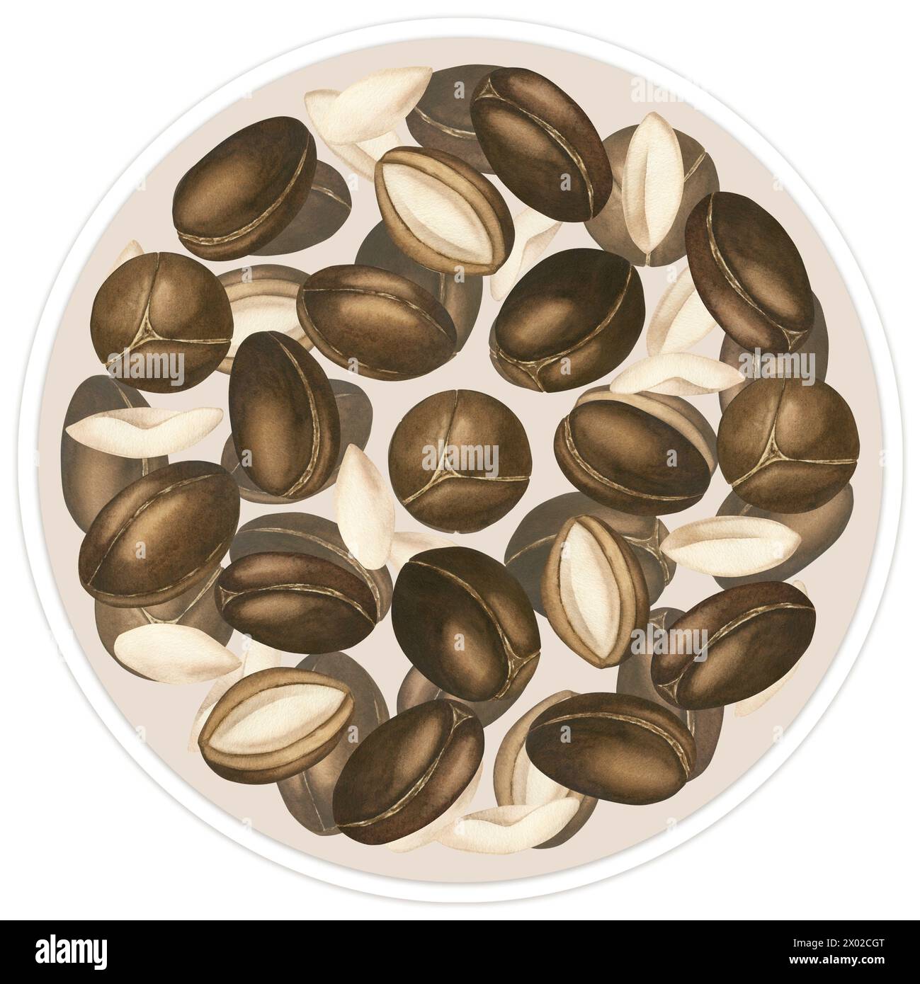 The frame pattern is made of ripe argan tree nuts. Vegetable Argan oil ...