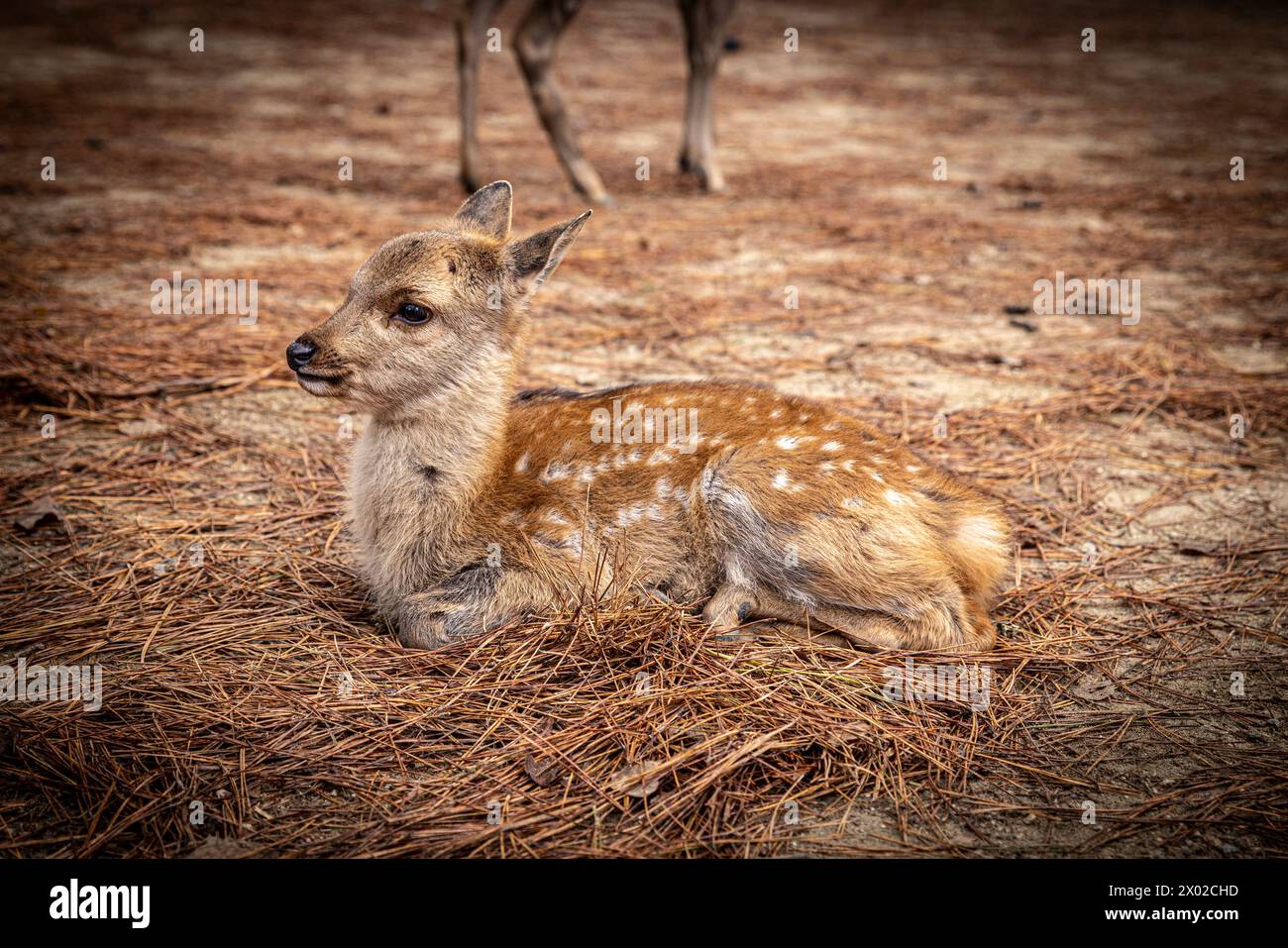 Cute spotted fawn lying on pine needles in Nara japan Stock Photo