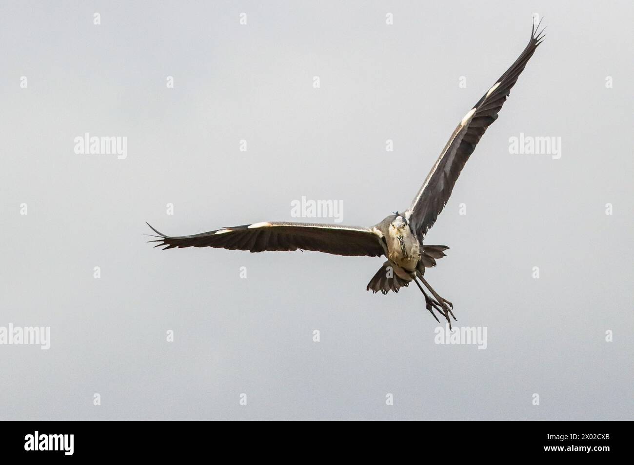 Grey heron in flight Stock Photo