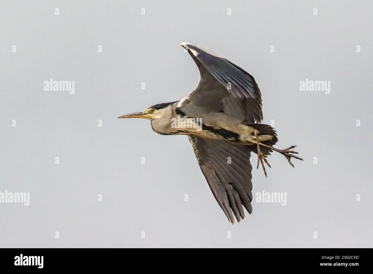 Grey heron in flight Stock Photo