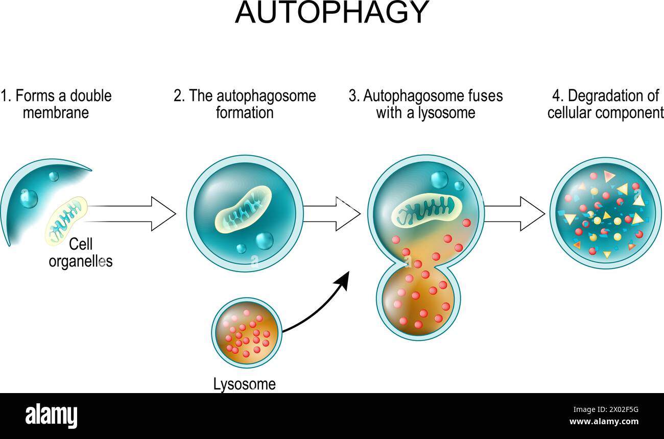 Autophagy process. From forms a double membrane and autophagosome formation to Autophagosome fuses with a lysosome and Degradation of cellular compone Stock Vector