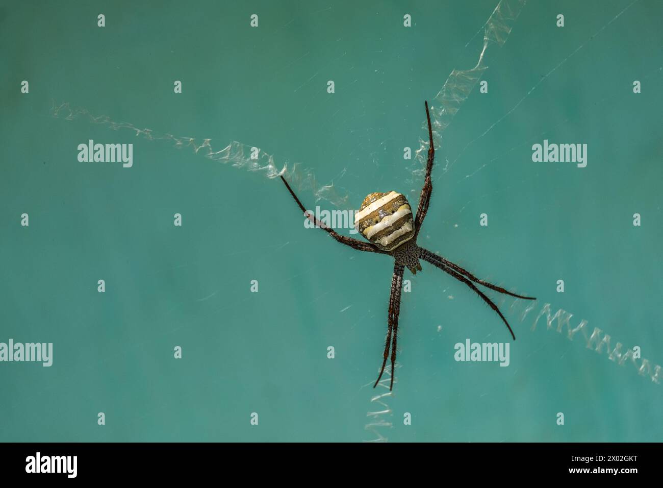 A female garden cross spider (argiope pulchella) with a striped abdomen rests at the centre of its web between four stabilimentum. Stock Photo