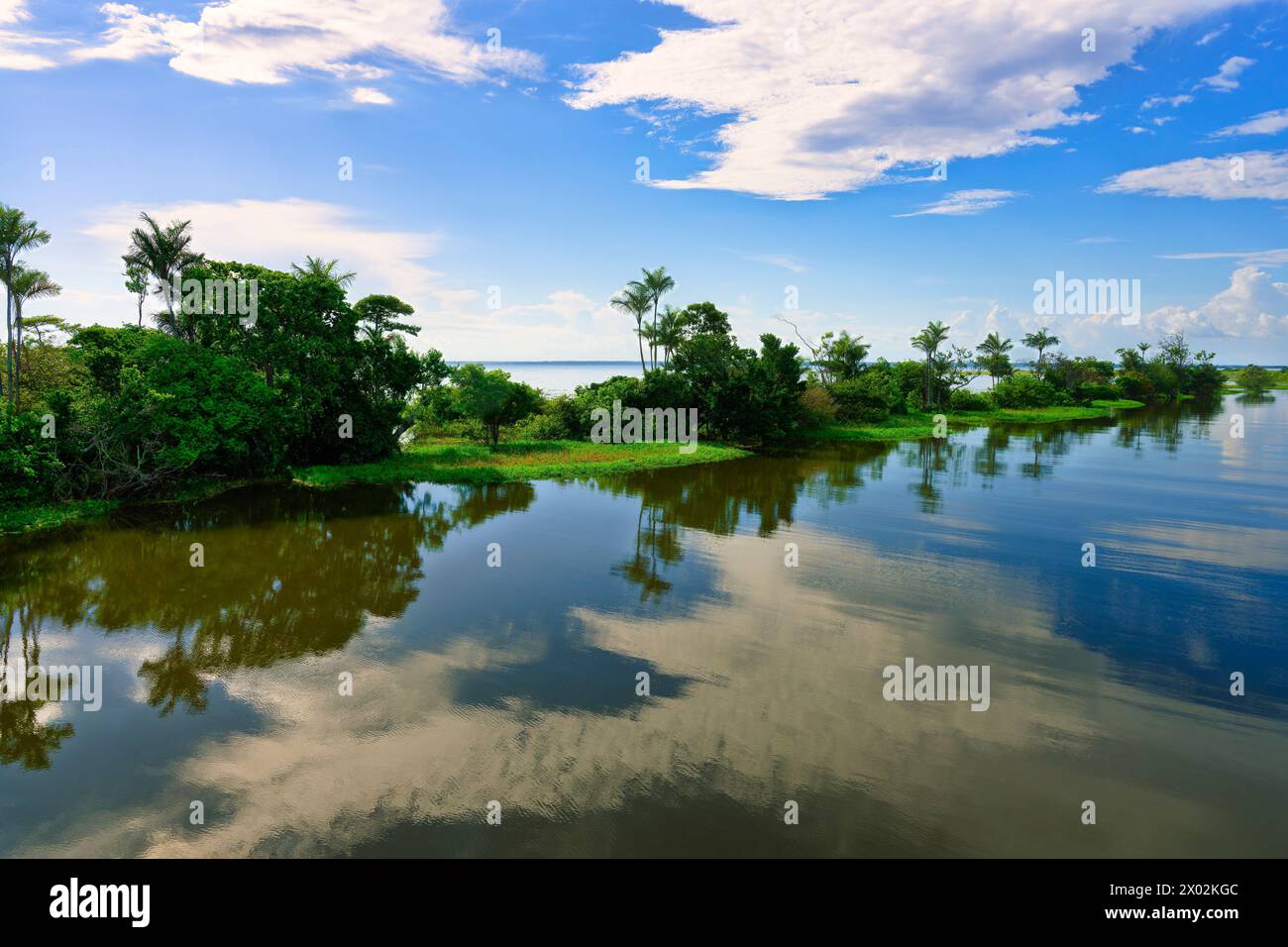 Flooded forest, Para State, Brazil, South America Stock Photo