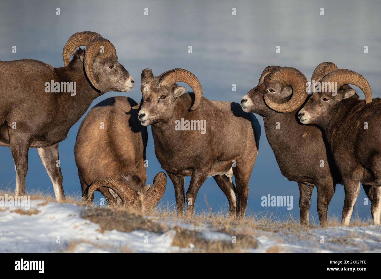 Rocky mountain bighorn rams (ovis canadensis) during the rut (mating ...