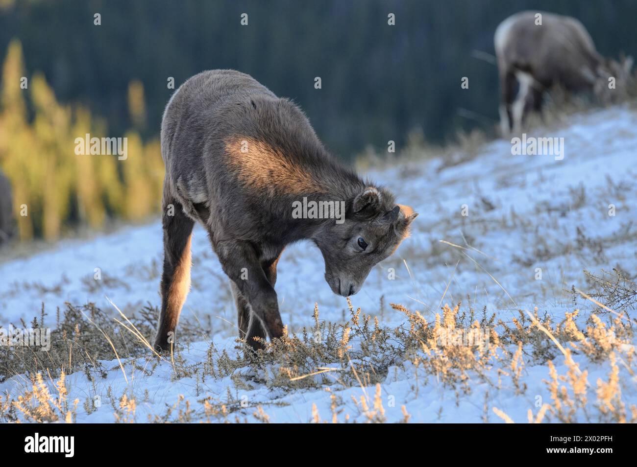 Rocky mountain bighorn sheep (Ovis canadensis) lamb on a wintry mountain, Jasper National Park, UNESCO World Heritage Site, Alberta, Canadian Rockies Stock Photo