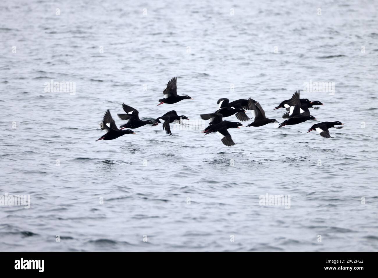 asiatic-white-winged-scoter-or-velvet-scoter-melanitta-fusca