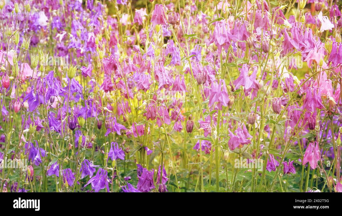 Aquilegia vulgaris flowers blooming with light bright petals. Spring blurred background of nature. Low mountain range. Sunny. Stock Photo