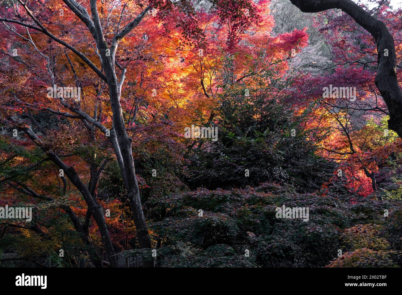 Autumn colors in Kiyomizu-dera Buddhist temple garden, Kyoto, UNESCO World Heritage Site, Honshu, Japan, Asia Stock Photo