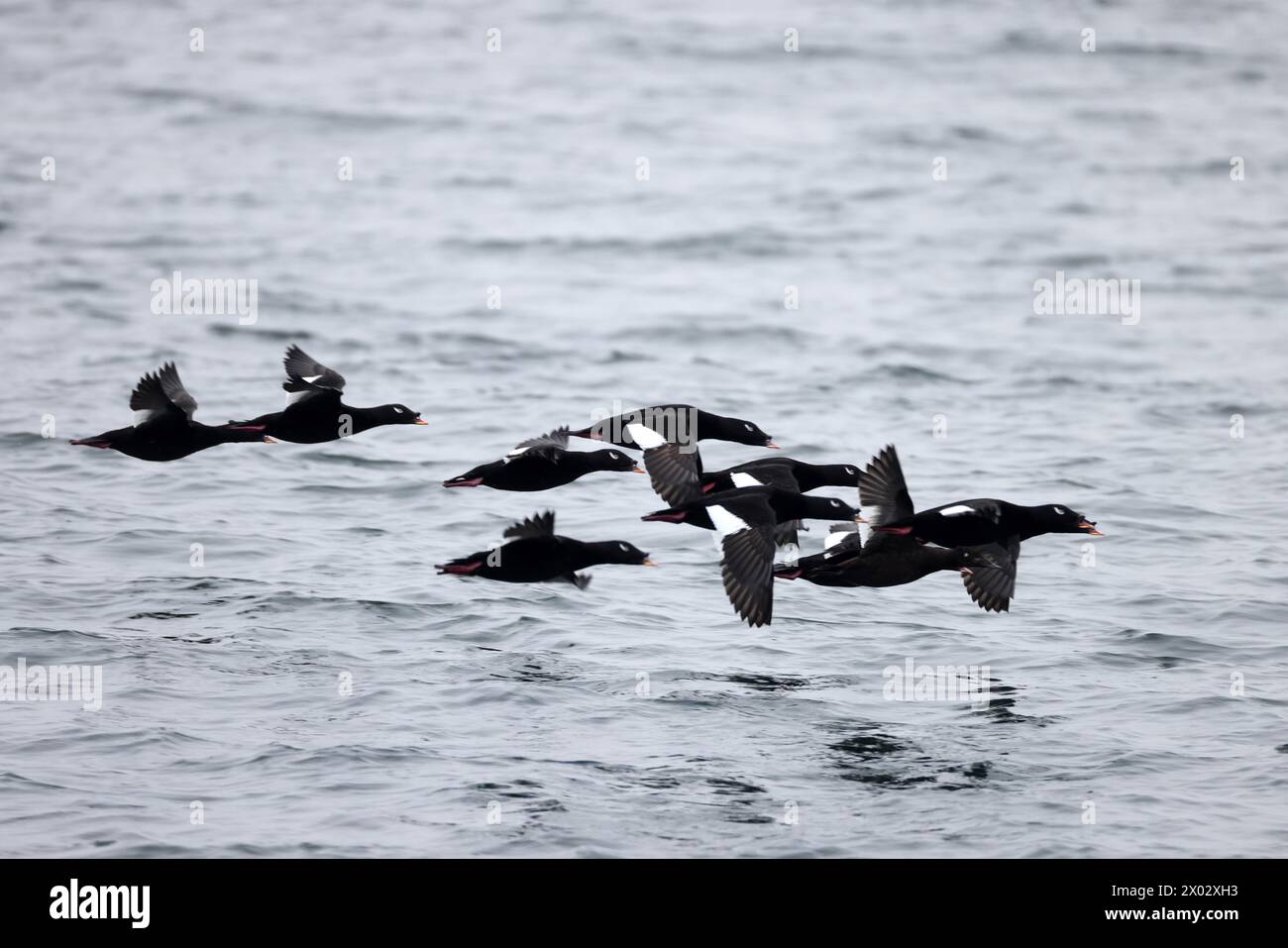 Asiatic white-winged scoter or velvet scoter (Melanitta fusca srejnegeri), also called a velvet duck, is a large sea duck. Stock Photo