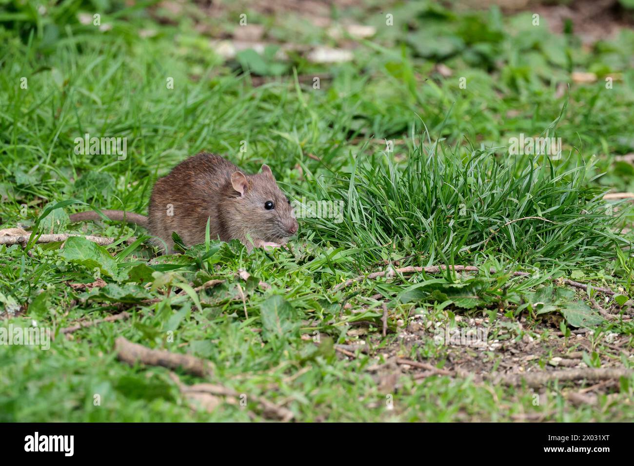 rat brown rattus norvegicus, grey brown rodent pointed face small round ears long scaly tail pink feet and nose in woodland bird hide feeding on seed Stock Photo