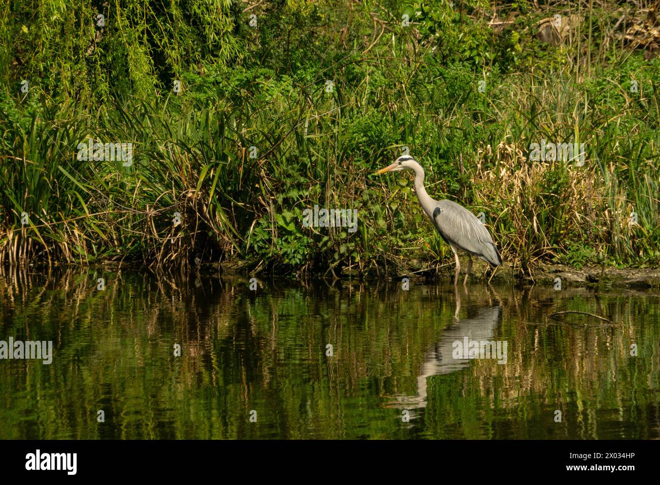 Heron with greenery background and water reflection in Chiswick House and Gardens, West London Stock Photo