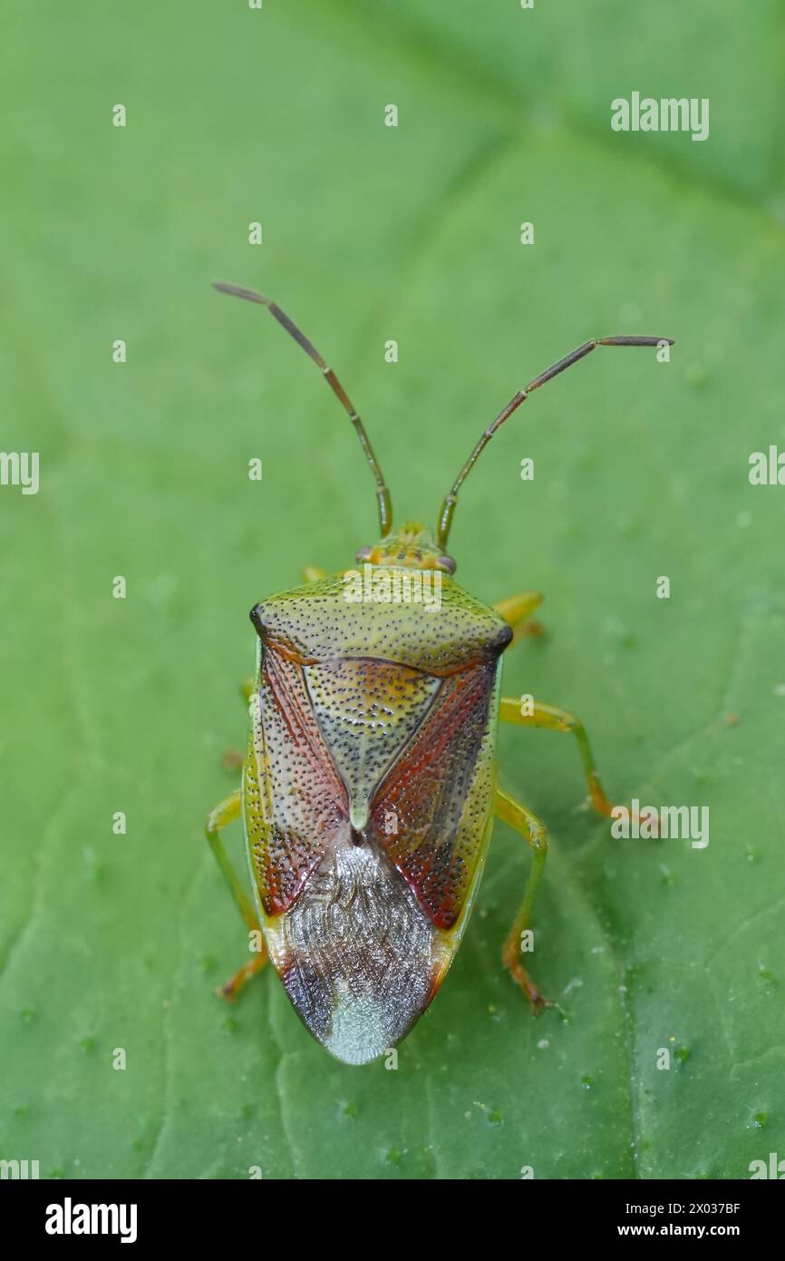 Detailed closeup on the birch shield bug, Elasmostethus interstinctus on a green leaf Stock Photo