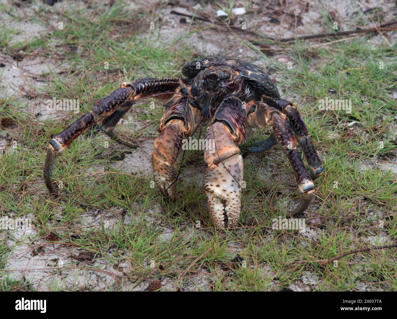 Giant Coconut crab (Birgus latro), Aldabra, Seychelles, Indian Ocean ...