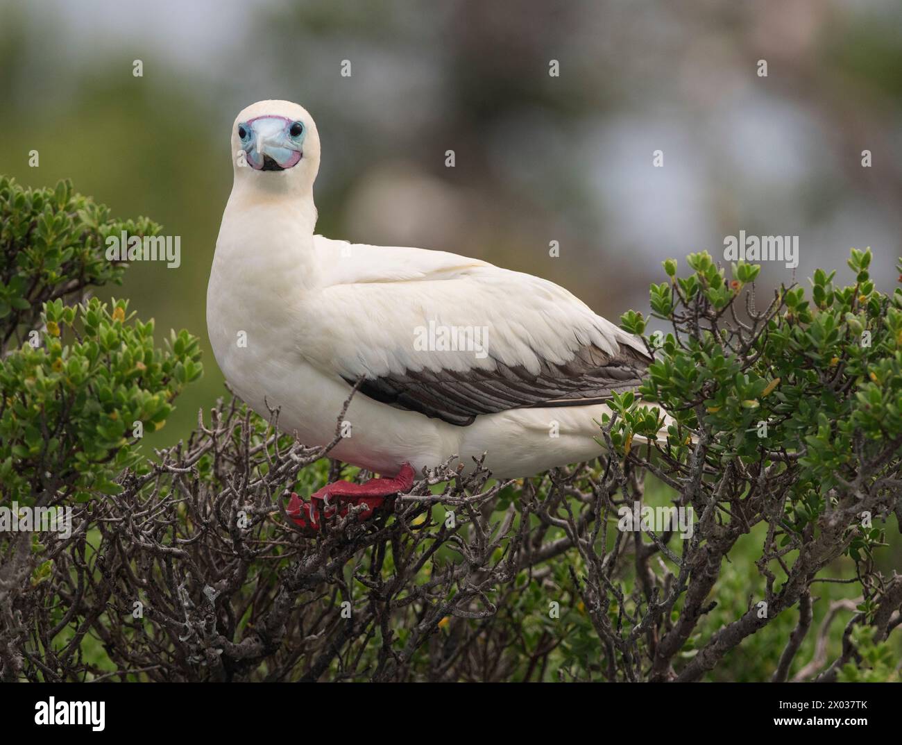 Red footed booby (Sula sula), Ile Sud Ouest, Cosmoledo Atoll ...