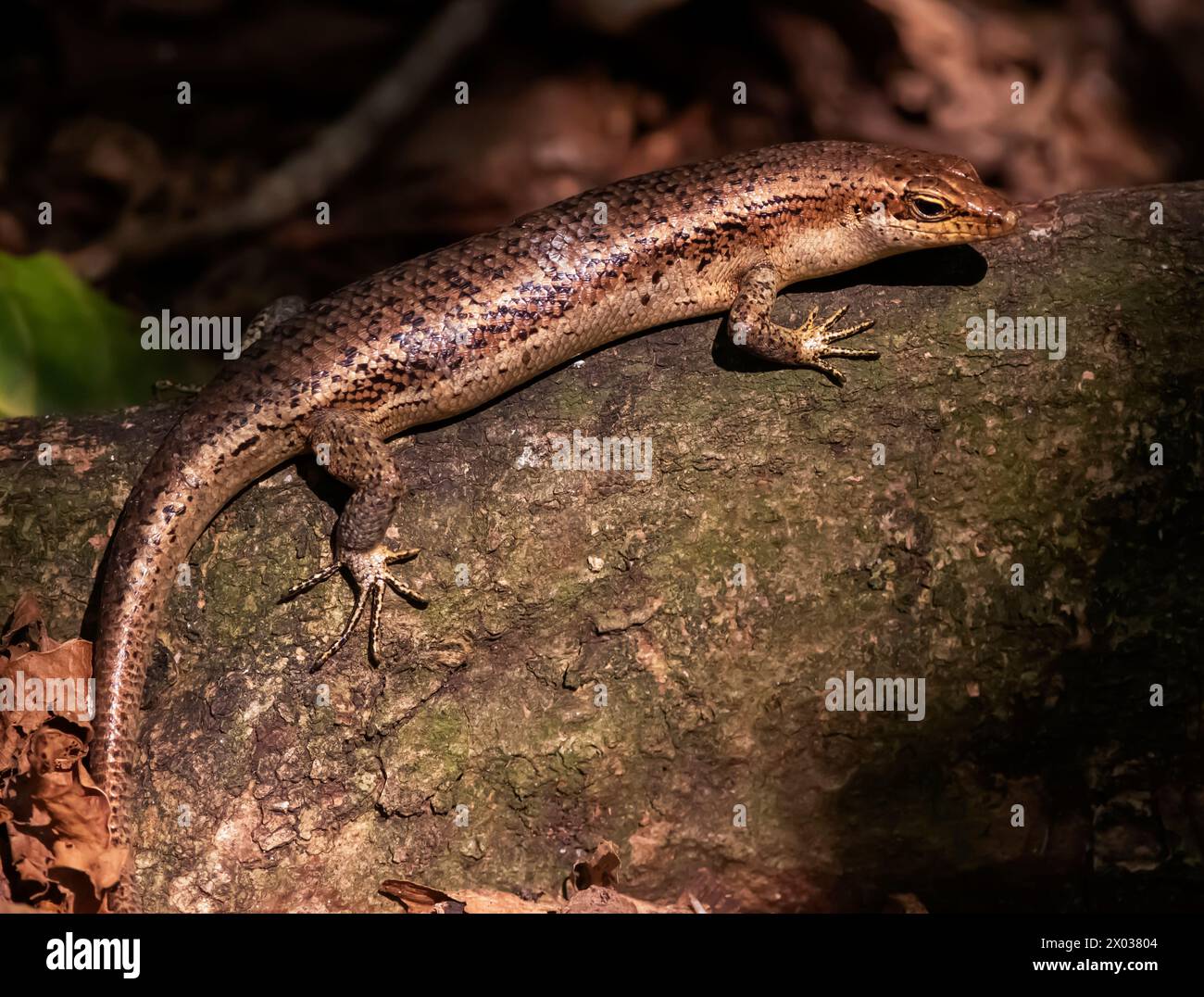 Seychelles Skink, Aride, Seychelles, Indian Ocean Stock Photo
