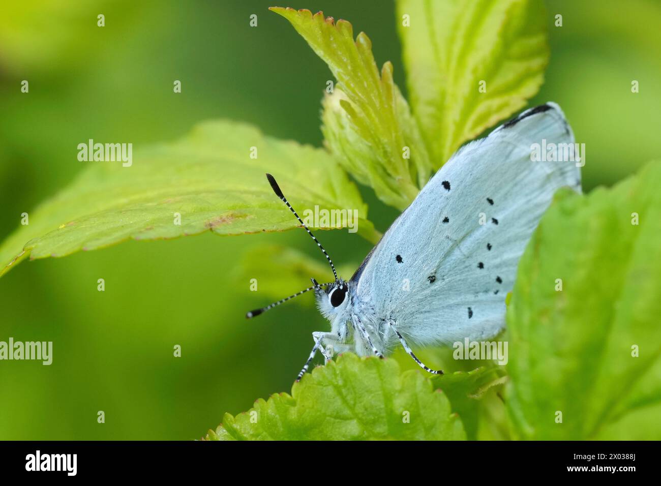 Detailed closeup on a small Holly blue butterfly, Celastrina argiolus, hiding between green leafs of a shrub Stock Photo