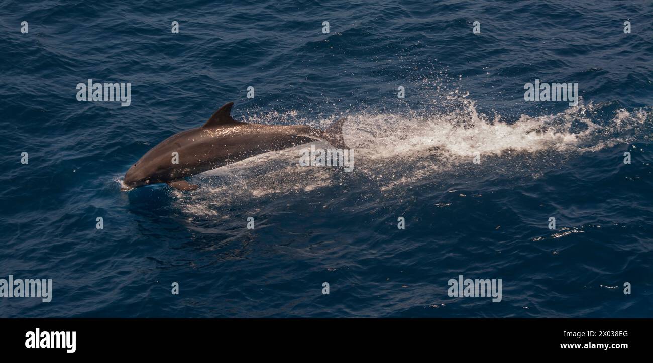 Leaping Bottlenose Dolphin, Indian Ocean Stock Photo