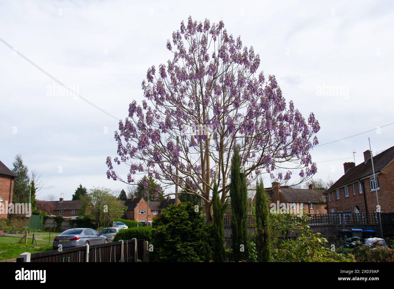 Paulownia Tomentosa Foxglove Tree Princess Tree Empress Tree Stock 